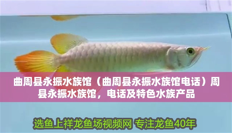 曲周縣永振水族館（曲周縣永振水族館電話）周縣永振水族館，電話及特色水族產(chǎn)品