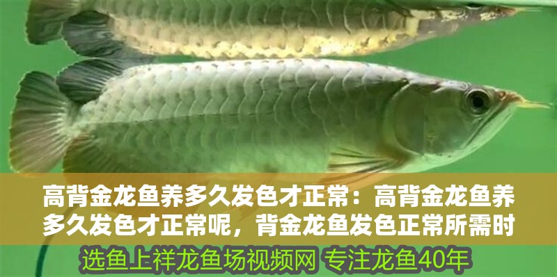 高背金龍魚養多久發色才正常：高背金龍魚養多久發色才正常呢，背金龍魚發色正常所需時長