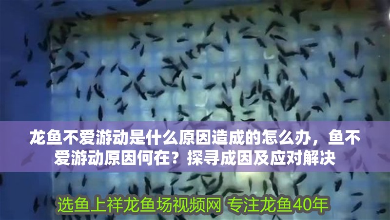 龍魚不愛游動是什么原因造成的怎么辦，魚不愛游動原因何在？探尋成因及應對解決