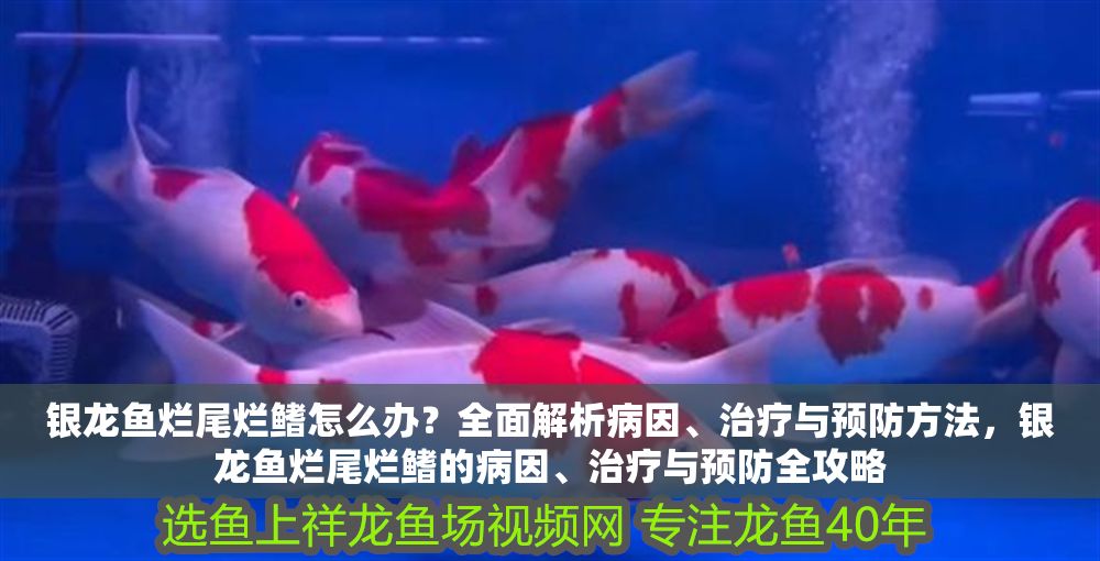 銀龍魚爛尾爛鰭怎么辦？全面解析病因、治療與預防方法，銀龍魚爛尾爛鰭的病因、治療與預防全攻略