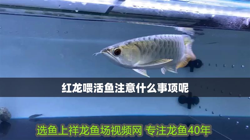紅龍喂活魚注意什么事項呢