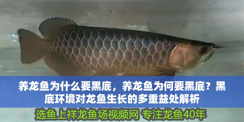 養龍魚為什么要黑底，養龍魚為何要黑底？黑底環境對龍魚生長的多重益處解析