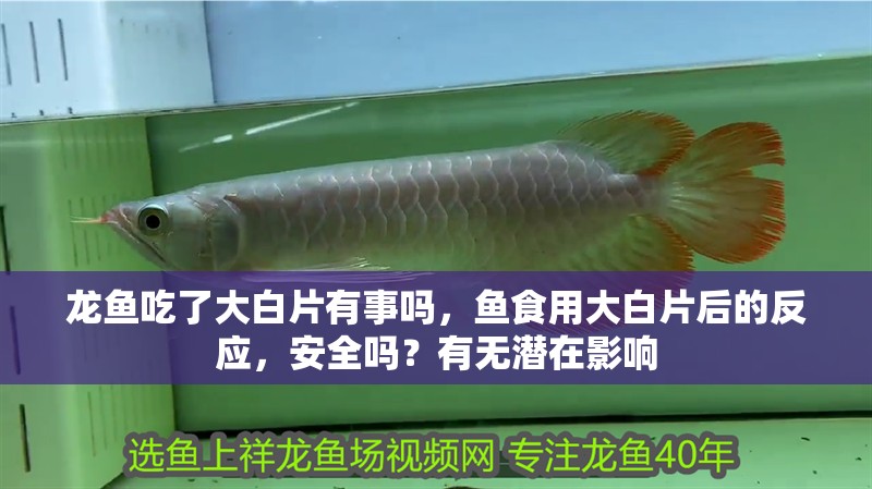 龍魚吃了大白片有事嗎，魚食用大白片后的反應，安全嗎？有無潛在影響