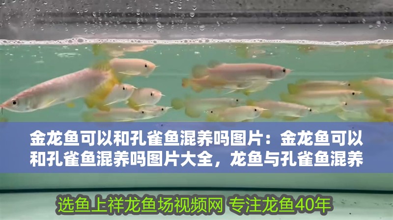 金龍魚可以和孔雀魚混養(yǎng)嗎圖片：金龍魚可以和孔雀魚混養(yǎng)嗎圖片大全，龍魚與孔雀魚混養(yǎng)可行性及