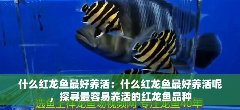 什么紅龍魚最好養活：什么紅龍魚最好養活呢，探尋最容易養活的紅龍魚品種 什么紅龍魚最好養活：什么紅龍魚最好養活呢，探尋最容易養活的紅龍魚品種 水族問答