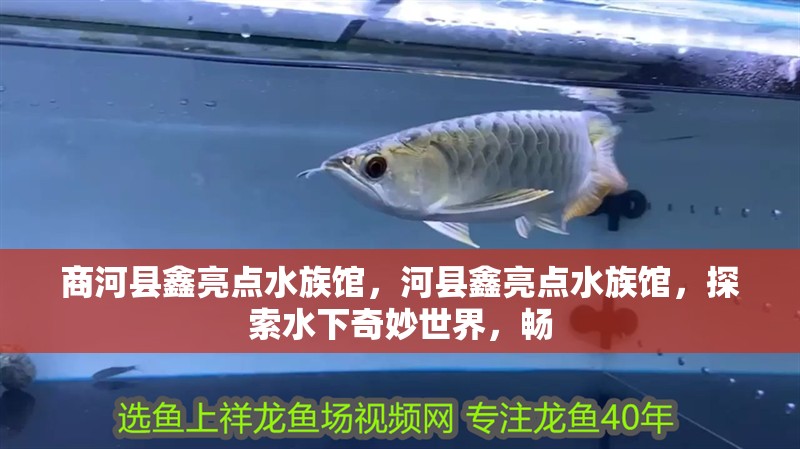 商河縣鑫亮點水族館，河縣鑫亮點水族館，探索水下奇妙世界，暢