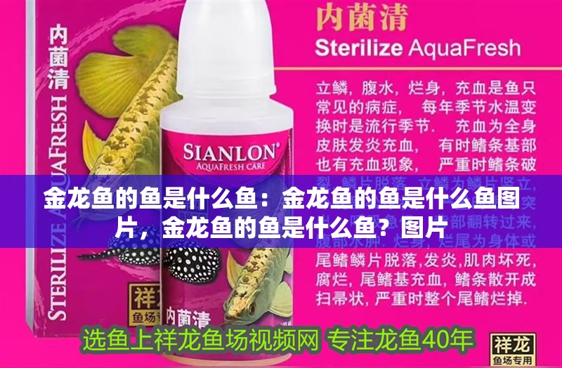 金龍魚的魚是什么魚：金龍魚的魚是什么魚圖片，金龍魚的魚是什么魚？圖片