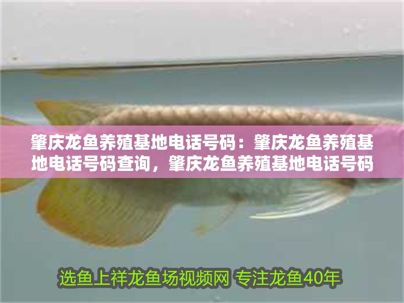 肇慶龍魚養殖基地電話號碼：肇慶龍魚養殖基地電話號碼查詢，肇慶龍魚養殖基地電話號碼查詢指南