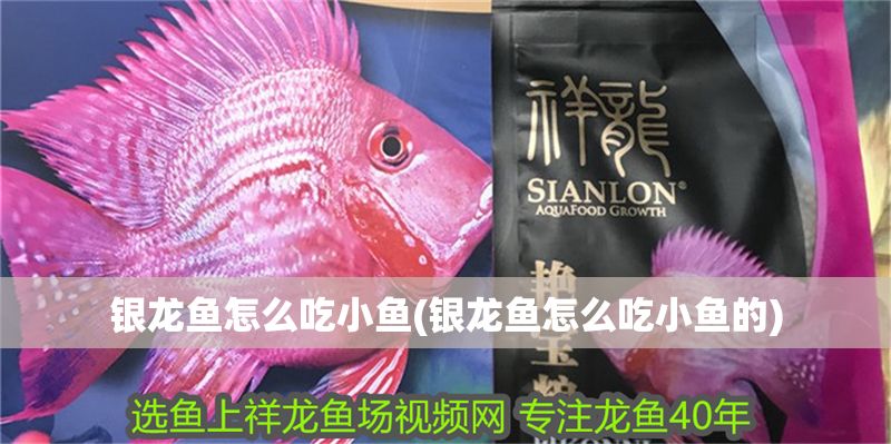 銀龍魚怎么吃小魚(銀龍魚怎么吃小魚的)