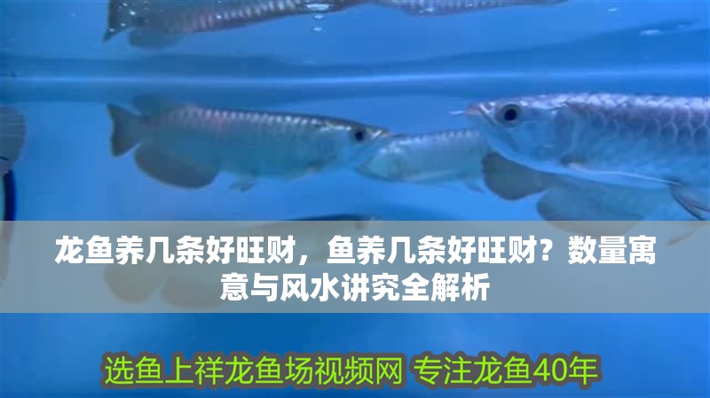 龍魚養幾條好旺財，魚養幾條好旺財？數量寓意與風水講究全解析