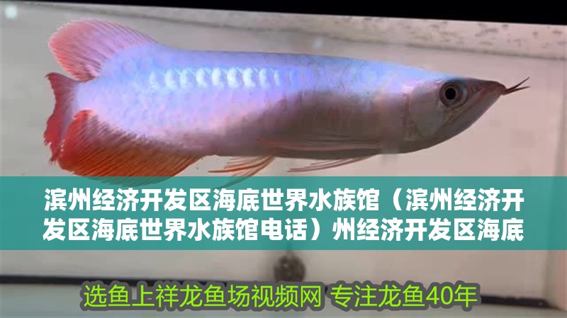 濱州經濟開發區海底世界水族館（濱州經濟開發區海底世界水族館電話）州經濟開發區海底世界水族館探秘，附詳細聯系電話指南