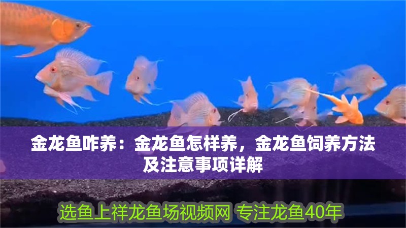金龍魚咋養：金龍魚怎樣養，金龍魚飼養方法及注意事項詳解