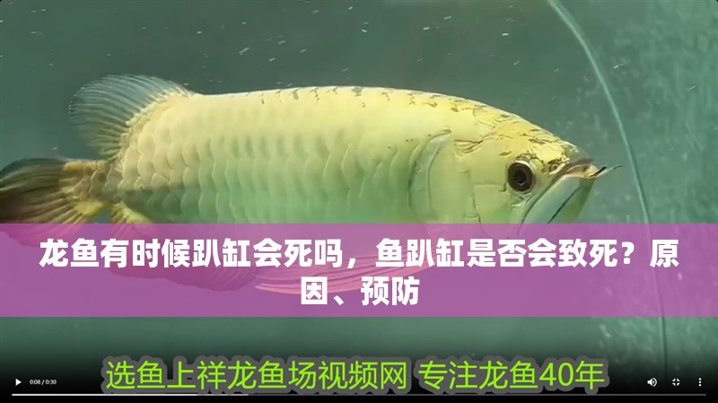 龍魚有時候趴缸會死嗎，魚趴缸是否會致死？原因、預防