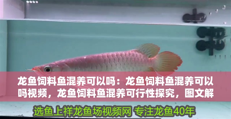 龍魚飼料魚混養(yǎng)可以嗎：龍魚飼料魚混養(yǎng)可以嗎視頻，龍魚飼料魚混養(yǎng)可行性探究，圖文解析與視頻講解