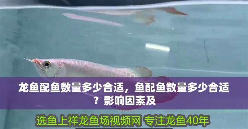 龍魚配魚數量多少合適，魚配魚數量多少合適？影響因素及