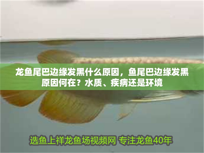 龍魚尾巴邊緣發黑什么原因，魚尾巴邊緣發黑原因何在？水質、疾病還是環境