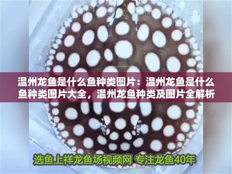 溫州龍魚是什么魚種類圖片：溫州龍魚是什么魚種類圖片大全，溫州龍魚種類及圖片全解析 溫州龍魚是什么魚種類圖片：溫州龍魚是什么魚種類圖片大全，溫州龍魚種類及圖片全解析 水族問答
