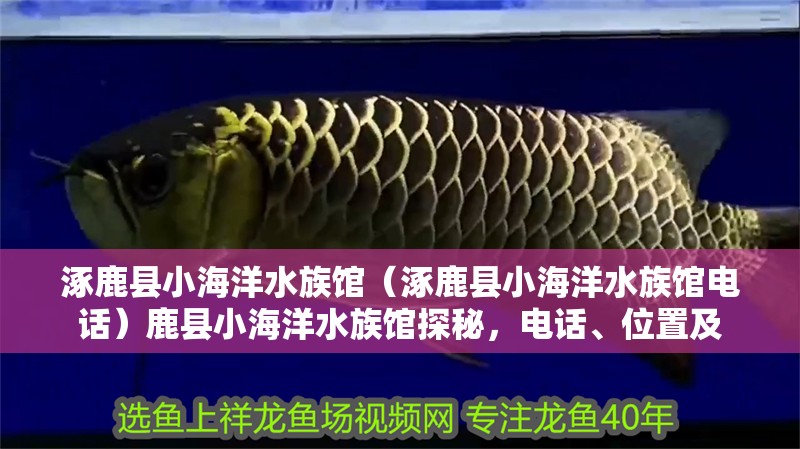 涿鹿縣小海洋水族館（涿鹿縣小海洋水族館電話）鹿縣小海洋水族館探秘，電話、位置及