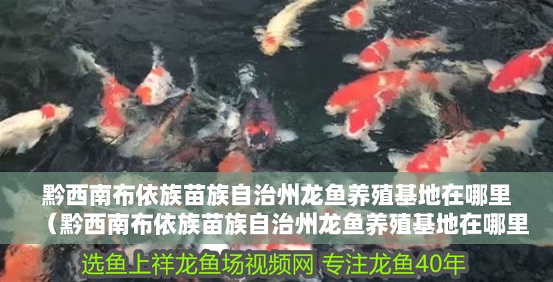 黔西南布依族苗族自治州龍魚養殖基地在哪里（黔西南布依族苗族自治州龍魚養殖基地在哪里）西南布依族苗族自治州龍魚養殖基地位置及相關信息詳解
