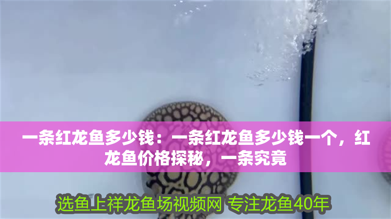 一條紅龍魚多少錢：一條紅龍魚多少錢一個，紅龍魚價格探秘，一條究竟