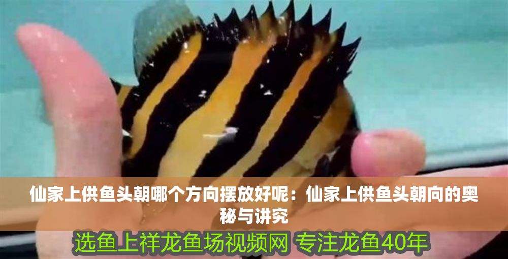 仙家上供魚頭朝哪個(gè)方向擺放好呢：仙家上供魚頭朝向的奧秘與講究