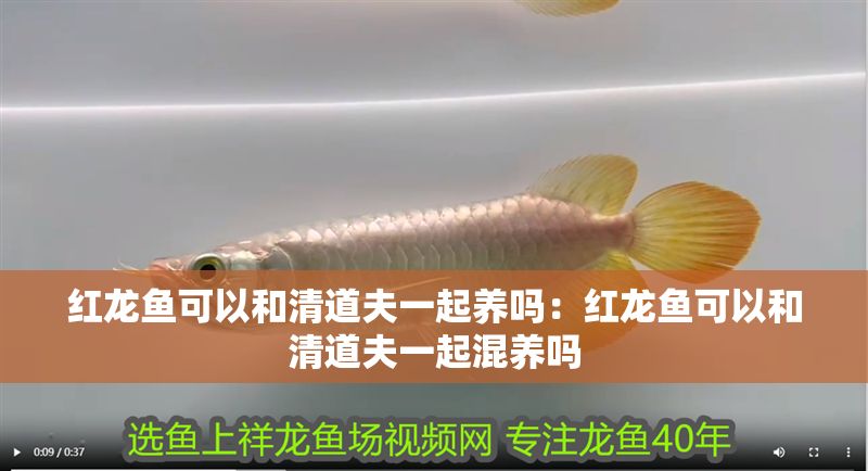 紅龍魚可以和清道夫一起養(yǎng)嗎：紅龍魚可以和清道夫一起混養(yǎng)嗎