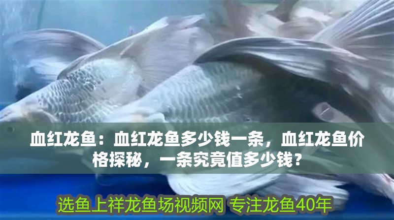 血紅龍魚：血紅龍魚多少錢一條，血紅龍魚價格探秘，一條究竟值多少錢？