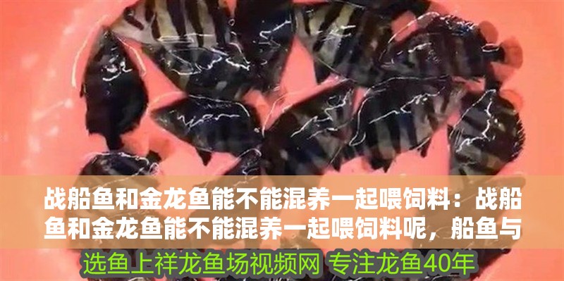 戰(zhàn)船魚和金龍魚能不能混養(yǎng)一起喂飼料：戰(zhàn)船魚和金龍魚能不能混養(yǎng)一起喂飼料呢，船魚與金龍魚混養(yǎng)及飼料投喂可行性探究