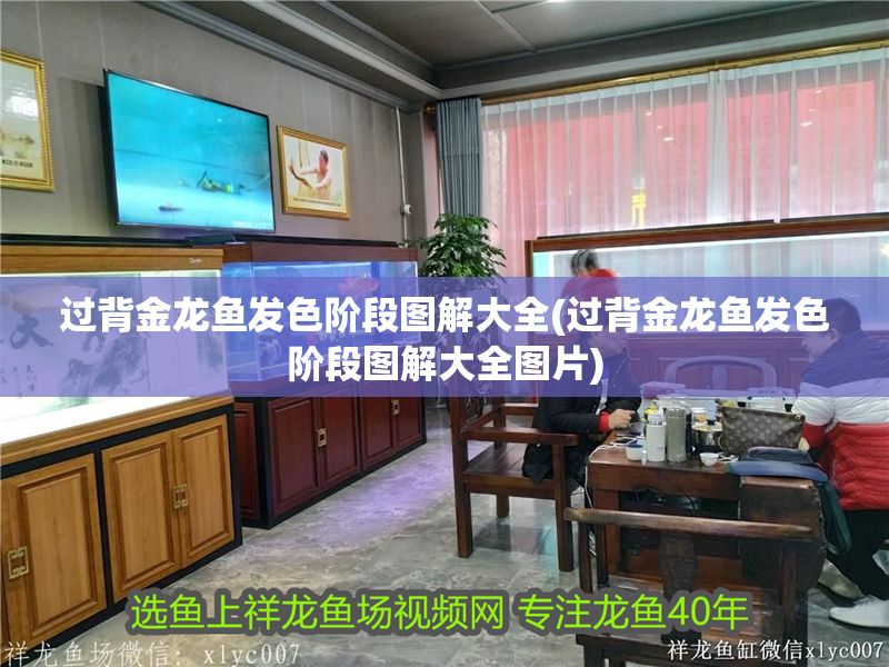 過背金龍魚發(fā)色階段圖解大全(過背金龍魚發(fā)色階段圖解大全圖片)