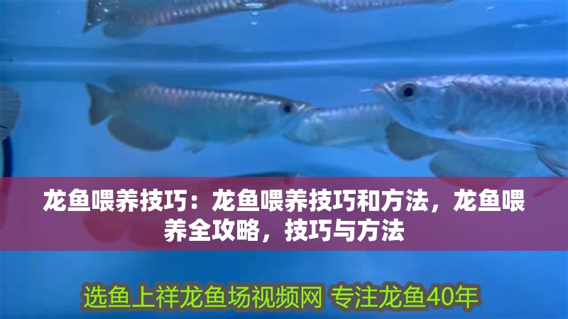 龍魚喂養技巧：龍魚喂養技巧和方法，龍魚喂養全攻略，技巧與方法