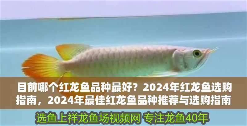 目前哪個紅龍魚品種最好?2024年紅龍魚選購指南,2024年最佳紅龍魚品種推薦與選購指南 龍魚百科 第1張 目前哪個紅龍魚品種最好?2024年紅龍魚選購指南,2024年最佳紅龍魚品種推薦與選購指南 目前哪個紅龍魚品種最好?2024年紅龍魚選購指南,2024年最佳紅龍魚品種推薦與選購指南 龍魚百科 第1張