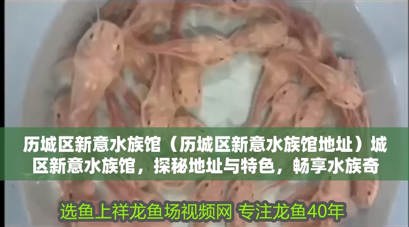 歷城區(qū)新意水族館（歷城區(qū)新意水族館地址）城區(qū)新意水族館，探秘地址與特色，暢享水族奇趣之旅