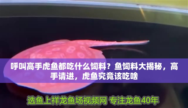 呼叫高手虎魚都吃什么飼料？魚飼料大揭秘，高手請進，虎魚究竟該吃啥