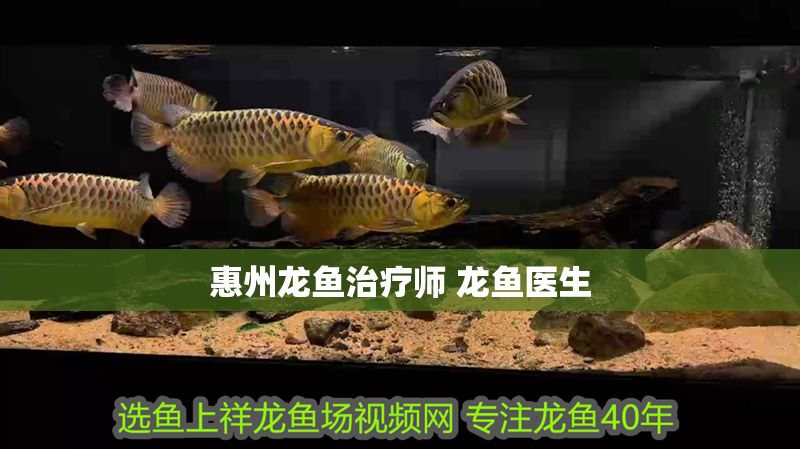 惠州龍魚治療師 龍魚醫(yī)生 惠州龍魚治療師 龍魚醫(yī)生 錦鯉魚百科 第1張