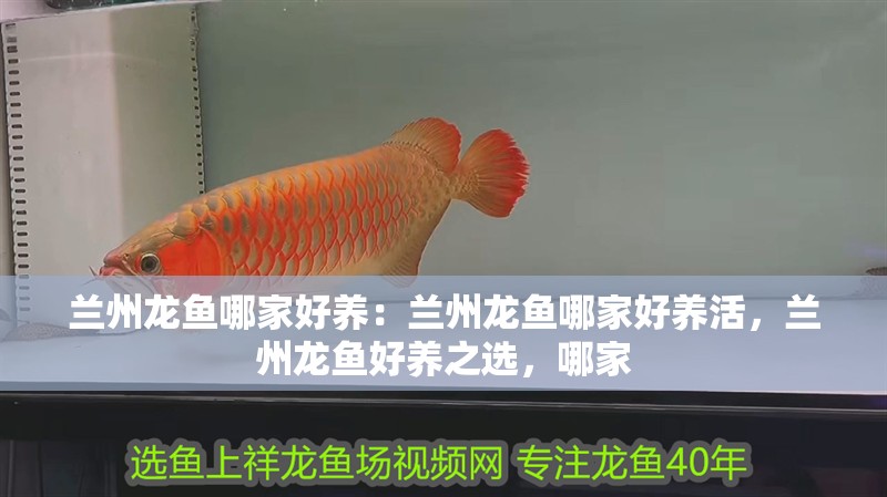 蘭州龍魚哪家好養(yǎng)：蘭州龍魚哪家好養(yǎng)活，蘭州龍魚好養(yǎng)之選，哪家