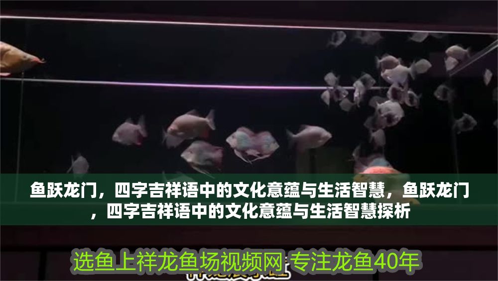 魚(yú)躍龍門，四字吉祥語(yǔ)中的文化意蘊(yùn)與生活智慧，魚(yú)躍龍門，四字吉祥語(yǔ)中的文化意蘊(yùn)與生活智慧探析