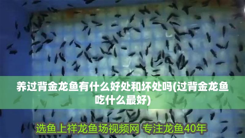 養(yǎng)過背金龍魚有什么好處和壞處嗎(過背金龍魚吃什么最好) 養(yǎng)過背金龍魚有什么好處和壞處嗎(過背金龍魚吃什么最好) 金龍魚百科 第1張