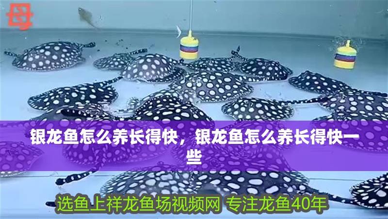 銀龍魚怎么養長得快，銀龍魚怎么養長得快一些