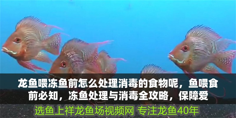 龍魚喂凍魚前怎么處理消毒的食物呢，魚喂食前必知，凍魚處理與消毒全攻略，保障愛