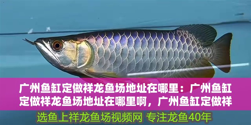 廣州魚缸定做祥龍魚場地址在哪里：廣州魚缸定做祥龍魚場地址在哪里啊，廣州魚缸定做祥龍魚場地址查詢