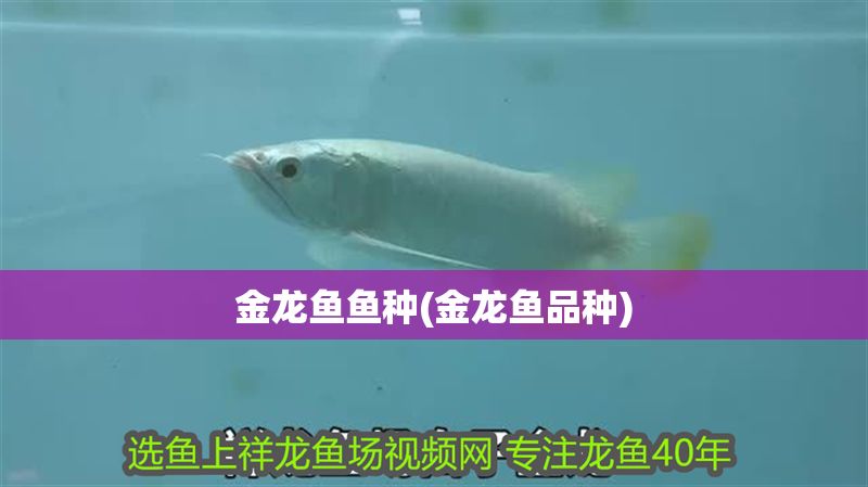 金龍魚魚種(金龍魚品種)