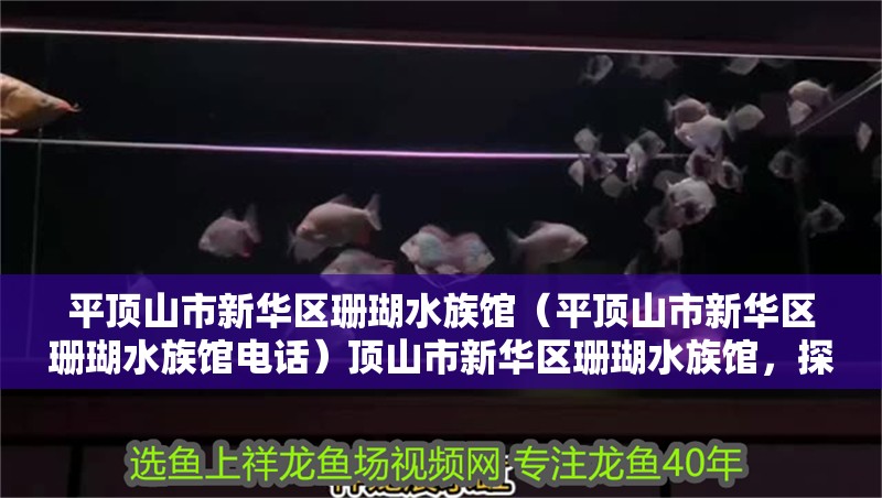 平頂山市新華區珊瑚水族館（平頂山市新華區珊瑚水族館電話）頂山市新華區珊瑚水族館，探秘海洋奇