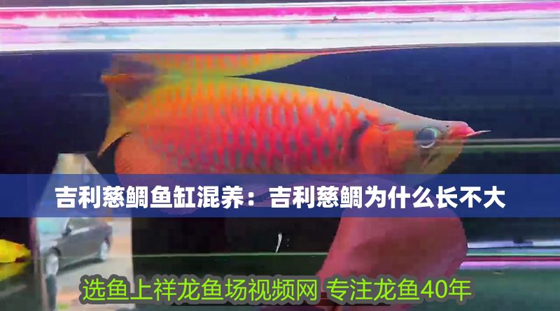 吉利慈鯛魚缸混養:吉利慈鯛為什么長不大 黃金貓魚百科 第1張 吉利慈鯛魚缸混養:吉利慈鯛為什么長不大 吉利慈鯛魚缸混養:吉利慈鯛為什么長不大 黃金貓魚百科 第1張