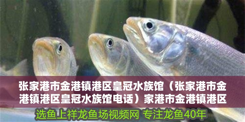 張家港市金港鎮港區皇冠水族館（張家港市金港鎮港區皇冠水族館電話）家港市金港鎮港區皇冠水族館，探秘海洋奇觀，聯系電話