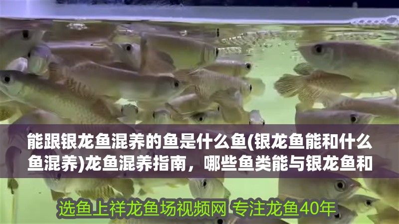 能跟銀龍魚混養的魚是什么魚(銀龍魚能和什么魚混養)龍魚混養指南，哪些魚類能與銀龍魚和諧