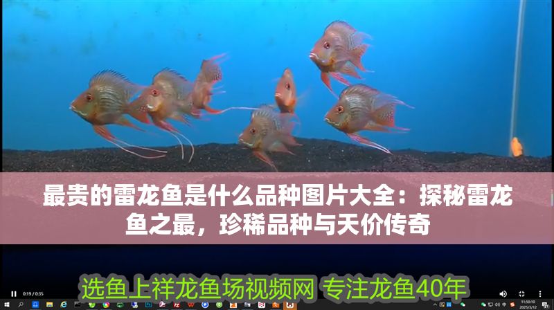 最貴的雷龍魚是什么品種圖片大全：探秘雷龍魚之最，珍稀品種與天價傳奇