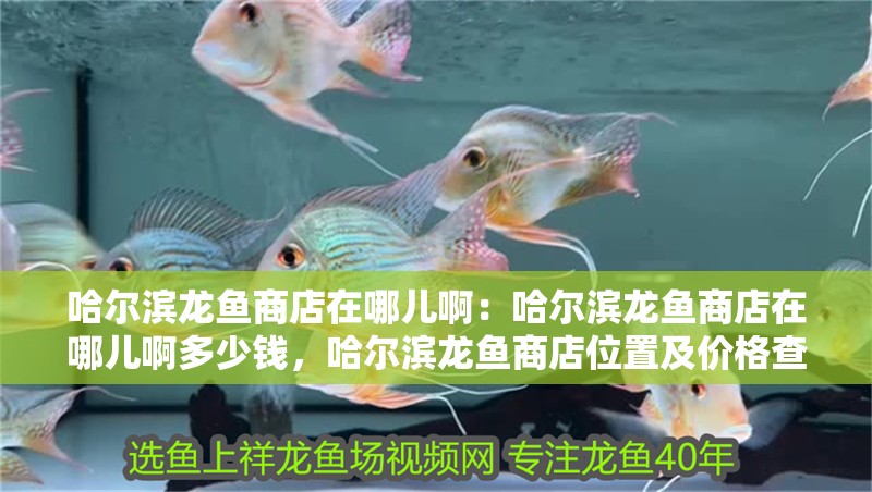 哈爾濱龍魚商店在哪兒啊：哈爾濱龍魚商店在哪兒啊多少錢，哈爾濱龍魚商店位置及價格查詢