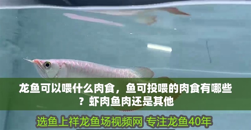 龍魚可以喂什么肉食，魚可投喂的肉食有哪些？蝦肉魚肉還是其他