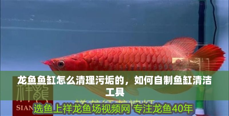 龍魚魚缸怎么清理污垢的，如何自制魚缸清潔工具