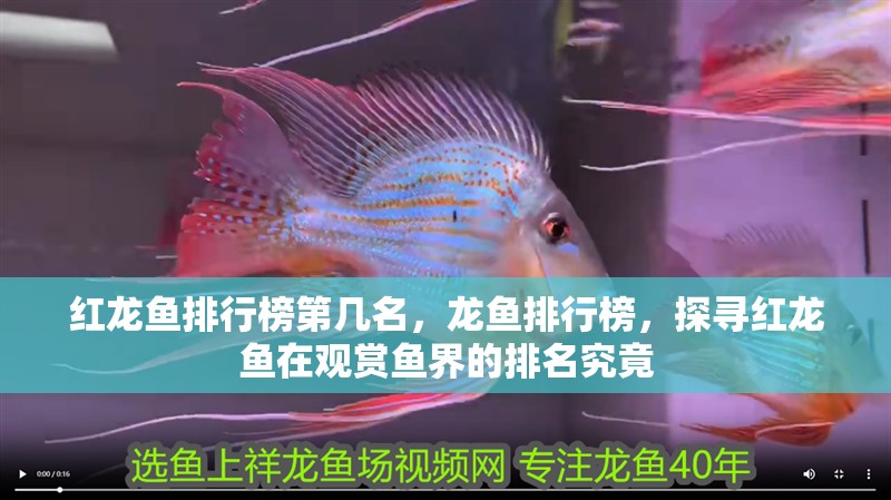 紅龍魚排行榜第幾名，龍魚排行榜，探尋紅龍魚在觀賞魚界的排名究竟